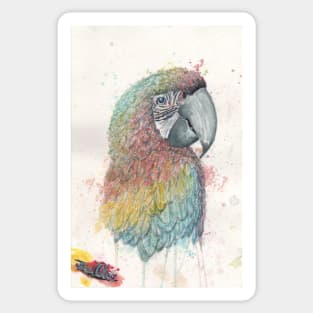 rainbow parrot Sticker